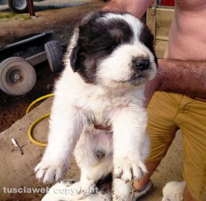 Cucciolo in cerca di adozione
