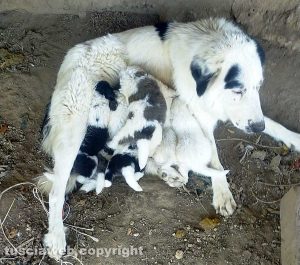 Cuccioli in cerca di adozione