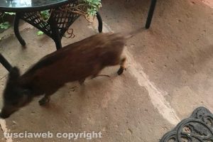 Viterbo - Un cinghiale nel giardino di una casa