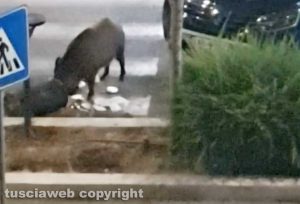 Viterbo - Via Genova - Un cinghiale svuota un cestino