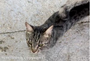 La gattina di Luca Castra scomparsa