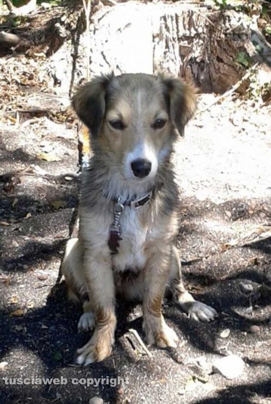 Lappa la cagnolina scomparsa