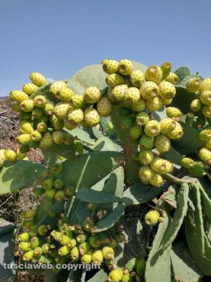Fichi d'India