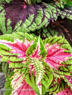 Pianta di Coleus