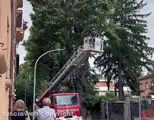 Tronco di albero staccato dal vento in via Lorenzo da Viterbo