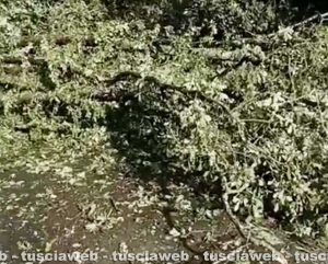 Ronciglione - Alberi caduti sulla sp Valle di Vico