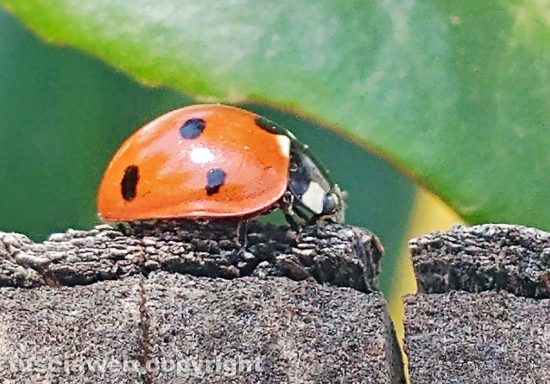 Viterbo - Coccinella nel giardino di Milena