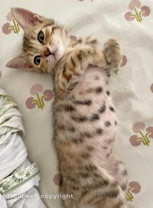Viterbo - La gattina smarrita Coco