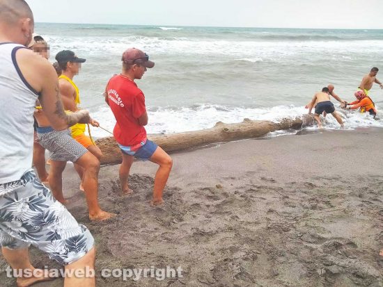 Tronco recuperato a Montalto Marina