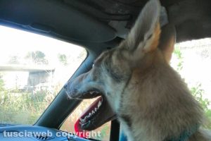 Viterbo - Il cane smarrito