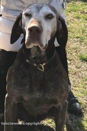 Il cane smarrito