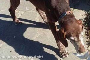 Il cane smarrito
