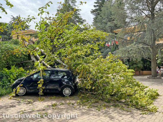 Albero caduto a San Martino