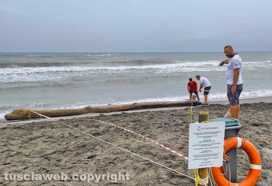 Tronco recuperato a Montalto Marina