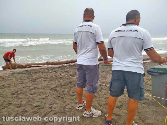 Tronco recuperato a Montalto Marina