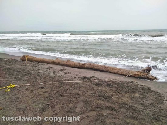Tronco recuperato a Montalto Marina