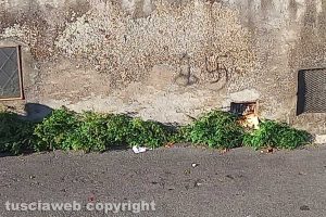Viterbo - Incuria in via Marche