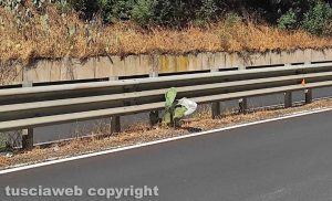 Viterbo - Fichi d'India nello spartitraffico della circonvallazione Almirante