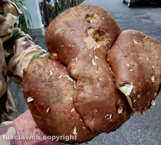 Funghi porcini