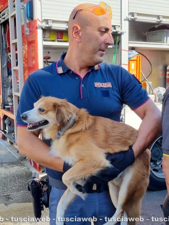 Villanova - Il cane salvato