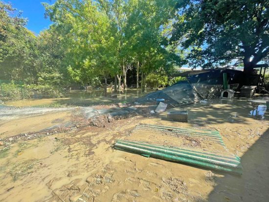 Alluvione nelle Marche - Gli animali salvati