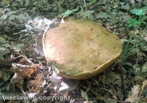 Vetralla - Trovato fungo porcino da un chilo e 200 grammi