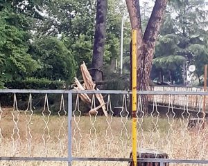 Orte - Fulmine abbatte un albero della scuola media