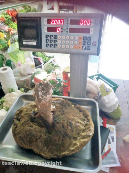 Viterbo - Trovato un porcino di oltre 2 chili