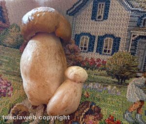 Viterbo - I funghi porcini di Colomba Silvestri