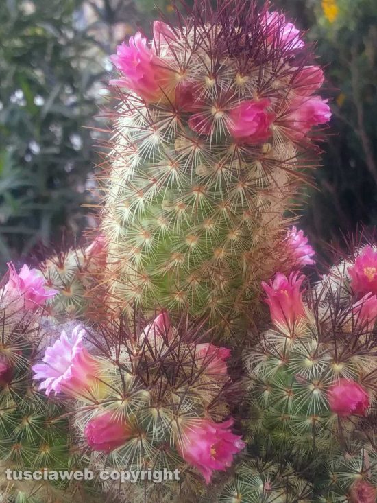 Pianta grassa in fiore