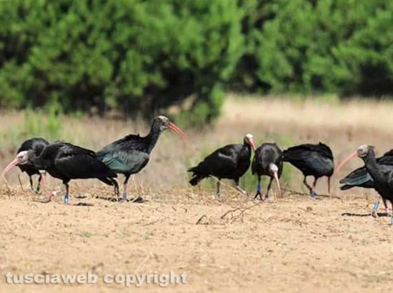 Ibis Eremita 