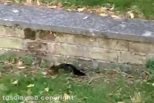 Viterbo - Uno scoiattolo nel giardino 