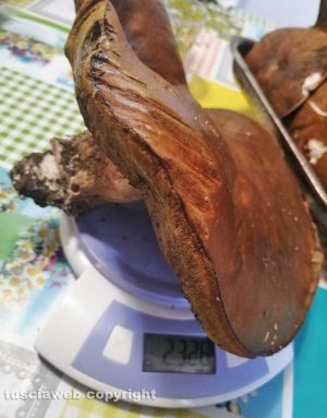 Fungo Porcino dal peso di 2,3 kg