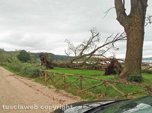 Bolsena - Alberi caduti in località Bisenzio
