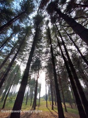  La pineta sui monti Cimini