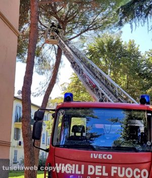 Viterbo - Ramo pericolante, l’intervento dei vigili del fuoco