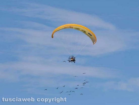 Ibis Eremita in volo