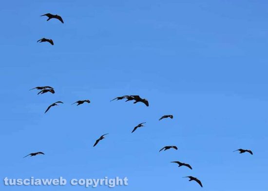 Ibis Eremita in volo