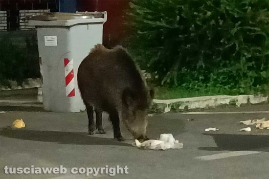 Viterbo - Cinghiale in via Genova