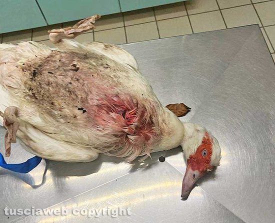 Viterbo - La papera di Prato Giardino dal veterinario