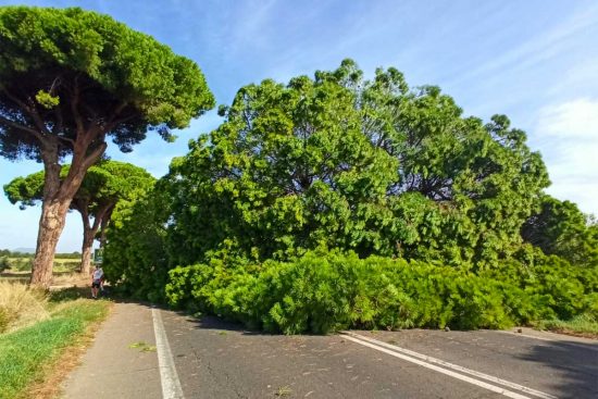 Ladispoli - Albero secolare crolla sull'Aurelia