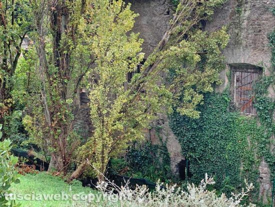 Viterbo - Albero caduto sulla chiesa di Santa Croce