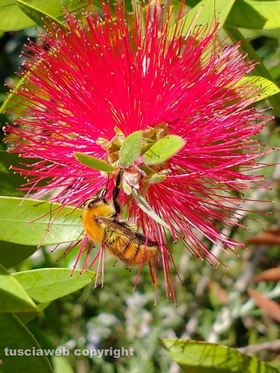Fiore di Callistemon con un bombo