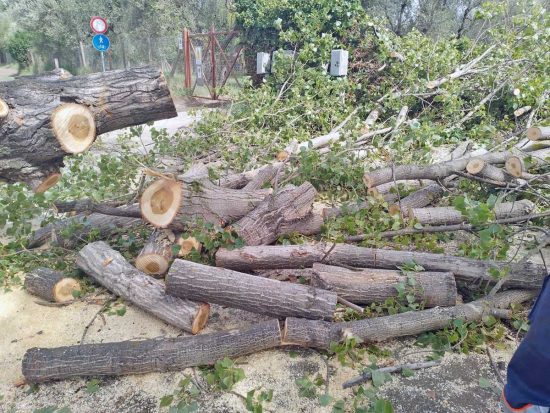 Montefiascone - Un albero caduto a causa del maltempo - L'intervento dell'Asvom Odv
