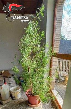 Attigliano - Carabinieri - La pianta sequestrata