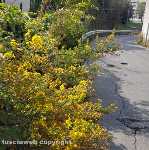 Viterbo - Erbacce e incuria in via San Benedetto Menni