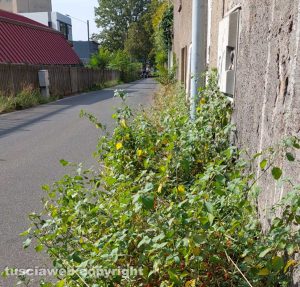 Viterbo - Erbacce e incuria in via San Benedetto Menni