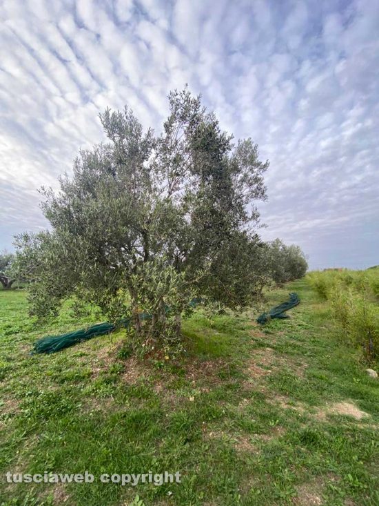 Raccolta delle olive