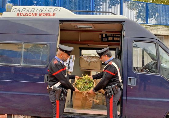 Civitavecchia - Carabinieri - Le piante di canapa indiana sequestrate 