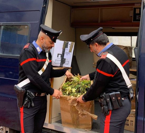 Civitavecchia - Carabinieri - Le piante di canapa indiana sequestrate 
